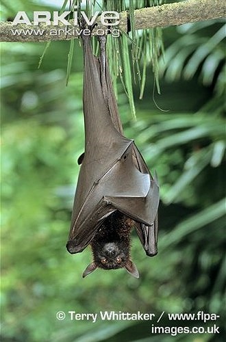Loài dơi này phân bố chủ yếu tại khu vực Đông Nam Á. Tại Việt Nam, chúng có ở U Minh, Kiên Giang, đảo Phú Quốc. 