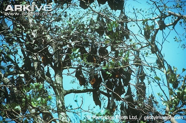 Loài động vật này thường sống thành đàn lớn trên cành cây ở rừng ngập mặn.