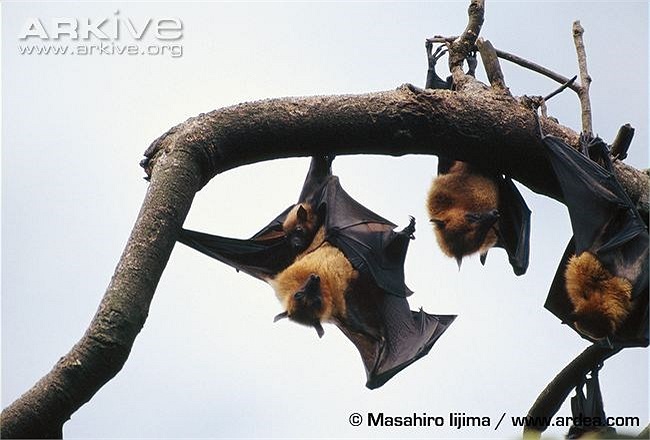 Ban ngày chúng treo mình nghỉ ngơi trên cành cây, đêm đến bay những quãng đường dài để tìm thức ăn. 