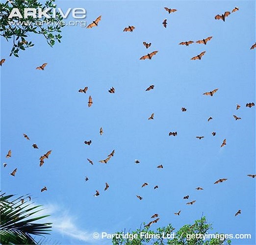 Theo tính toán, chúng bay trung bình 60 km mỗi đêm để kiếm mồi.