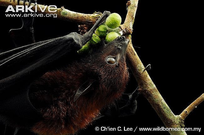  Thức ăn chủ yếu của dơi quạ lớn là quả hoặc mật hoa như chôm chôm, xoài, sầu riêng...