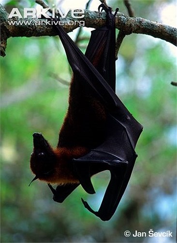 Với tập tính này, chúng trở thành tác nhân thụ phấn quan trọng của nhiều loài cây rừng và cây ăn quả.