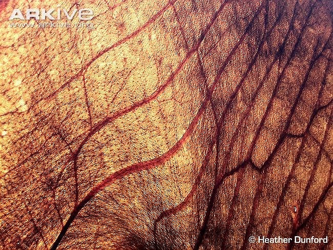 Khác với phần lớn các loài dơi khác, loài dơi khổng lồ này không có khả năng định vị bằng tiếng vang.