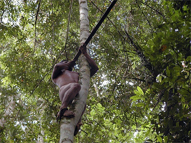 Tộc người Huaorani rất thích thú với việc săn bắn và họ coi các cuộc đi săn không chỉ là kiếm ăn, mà còn là giải trí. Thức ăn săn được không phải của riêng ai, mà cả bộ tộc cùng ăn.