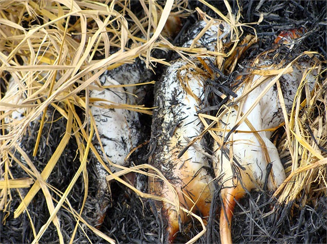 Chuột phải được thui bằng rơm nếp. Mùi thơm của rơm nếp quyện vào thịt chuột, khiến thịt của chúng dậy mùi ngầy ngậy, rất hấp dẫn.