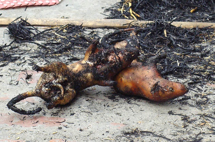 Dù chuột được chế biến bất kỳ món gì, thì đều phải được thui vàng. Đốt bằng rơm, chú chuột sẽ căng mọng.