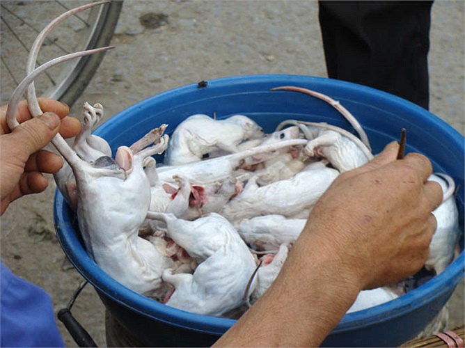 Nhiều người muốn chế biến món chuột theo ý mình, thì mua chuột sơ chế về chế biến. Những chú chuột loại to sẽ được làm sạch lông, bỏ nội tạng, ngâm trong nước để giữ thịt thơm, dai.