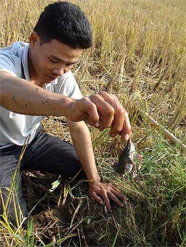 Thợ săn chuột chỉ việc tìm hang có chuột, đào miệng hang, rồi tát nước, hoặc đốt rơm rạ hun khói để chuột ngoi ra rồi tóm sống. Người Nghĩa Trụ đều là thợ săn chuột cao thủ, nên hễ phát hiện hang có chuột, thì không chú chuột nào thoát được.