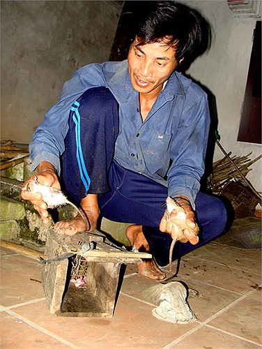 Đặt bẫy ở cánh đồng để dụ chuột cũng là cách đơn giản mà hiệu quả. Những chiếc bẫy có mồi ngon sẽ dụ chuột chui vào. Một đêm, thợ săn chuột đi xem bẫy vài lượt có thể kiếm được cả chục kg chuột.