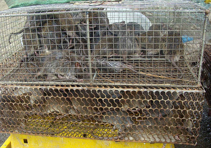 Chuột được bày bán sống, để phục vụ những người sành ăn. Người Nghĩa Trụ nhìn chuột sống sẽ biết được là chuột đồng hay chuột nhà. Họ sẽ tự mua chuột sống về để chế biến. 