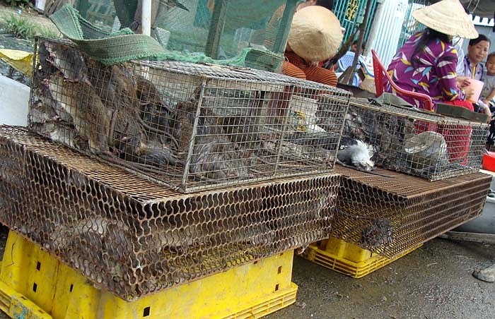 Ở Nghĩa Trụ, bất kỳ gia đình nào cũng biết làm thịt chuột. Họ chế biến chuột thành vô số món ăn độc đáo, hấp dẫn. Với người dân Nghĩa Trụ, thịt chuột là món ăn hàng ngày, phổ biến như thịt lợn, thịt gà.