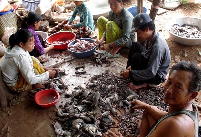 Thú vị chuyện cả làng săn chuột đồng ở Hưng Yên