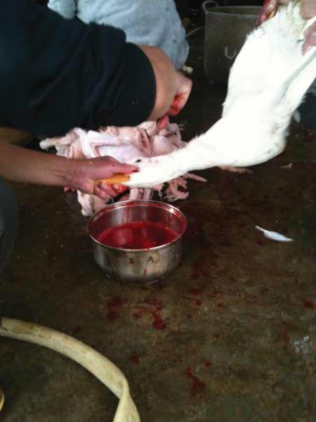 Chuẩn bị tiết để đánh tiết canh ngay trong nhà tắm.