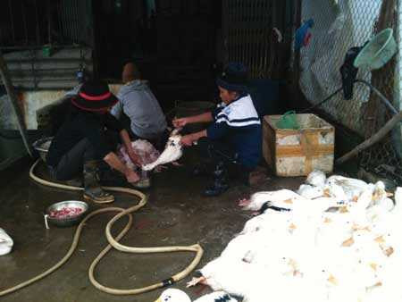 Vịt sống, vịt đã vặt lông nằm lăn lóc, lẫn lộn giữa sân.