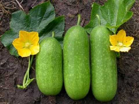 Tiêu mỡ hiệu quả với thực phẩm mùa đông