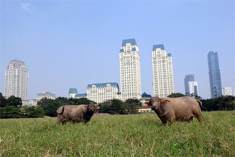 Sự đối lập của một đô thị mới. 