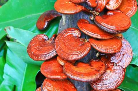 Trà nấm Lincha – Giải pháp chăm sóc sức khỏe toàn diện