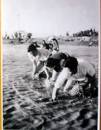 Đồng chí Nguyễn Chí Thanh cấy lúa với bà con xã viên HTX Chiến Thắng, xã Chí Ninh tháng 1-1962 (ảnh chụp lại tại triển lãm).