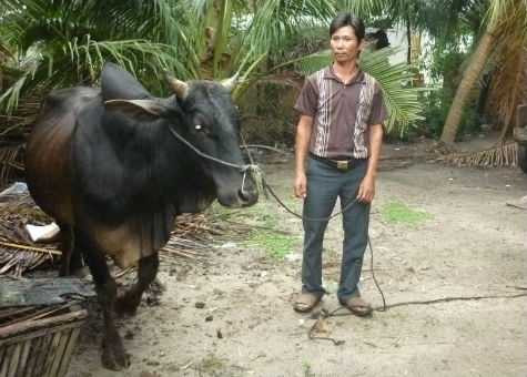 Trộm bò lấy tiền thuê người đi… hỏi vợ