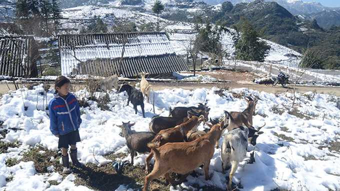 Tuyết vẫn phủ đầy, bà con Sapa, Bát Xát xót lòng vì thiệt hại