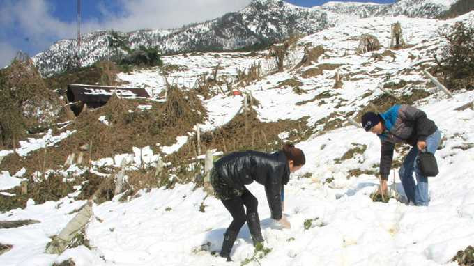 Tuyết vẫn phủ đầy, bà con Sapa, Bát Xát xót lòng vì thiệt hại