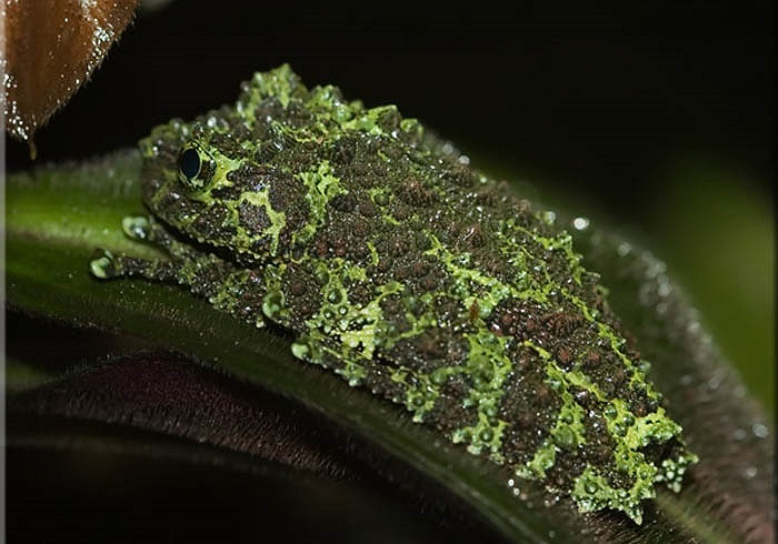 Ở Việt Nam loài ếch này được gọi với tên ếch cây sần Bắc Bộ.