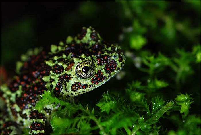 Món ăn yêu thích của loài này là dế mèn, châu chấu, gián, ruồi, bướm đêm…