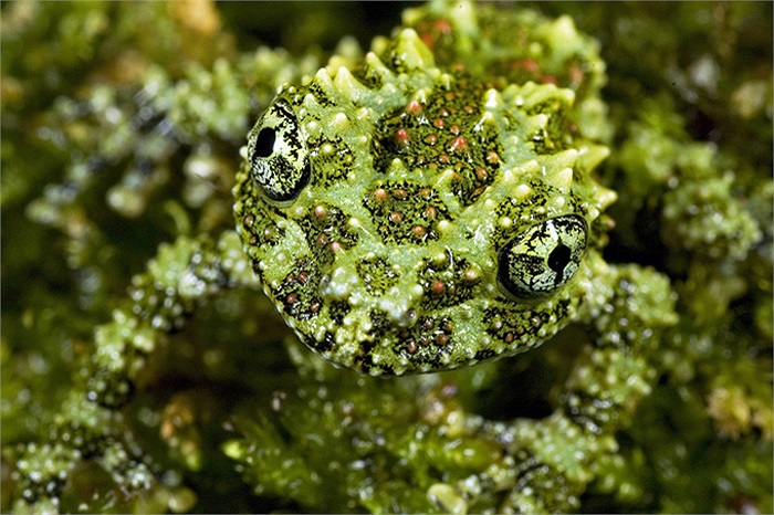 Với dáng vẻ bên ngoài, lớp da sần sùi, lốm đốm xanh, đỏ tía tựa như cóc, đã không ít người phải giật mình, sợ hãi khi vô tình chạm vào chúng.