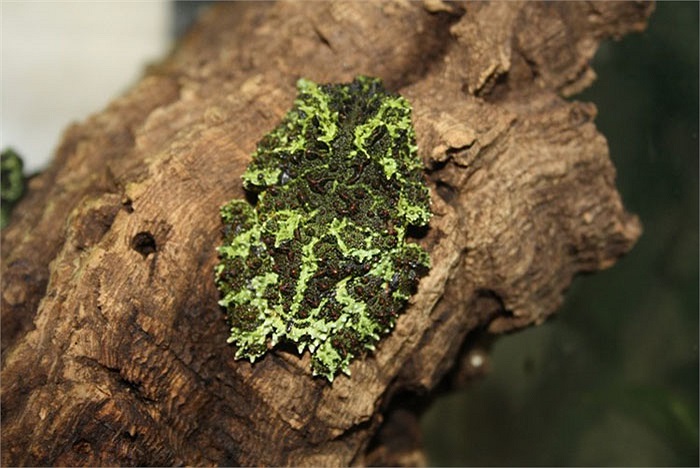 Đây cũng là lý do chính khiến chúng được mệnh danh là một trong 10 loài ếch dị hợm nhất hành tinh.