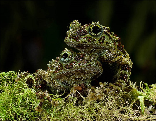 Hình dạng, màu sắc của loài ếch này chính là sự sắp đặt của tạo hóa, giúp chúng ngụy trang lẩn tránh kẻ thù một cách hữu hiệu nhất.