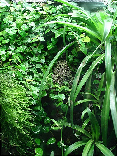 Ếch rêu có miếng dính lớn trên ngón chân và bụng, giúp chúng có thể bám chắc trên đá, cành cây.