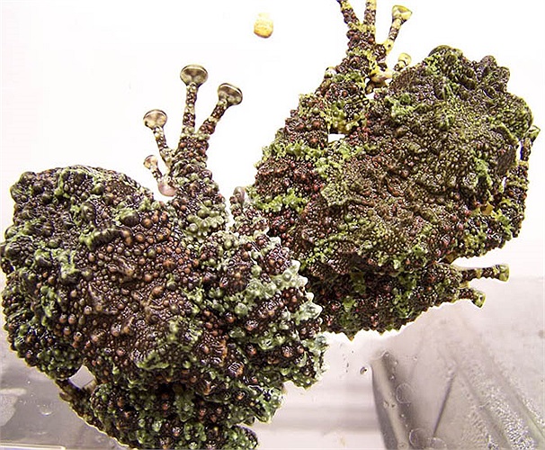 Khi hoảng sợ chúng nằm im, cuộn tròn như một quả bóng và thậm chí là giả chết để né tránh kẻ thù.