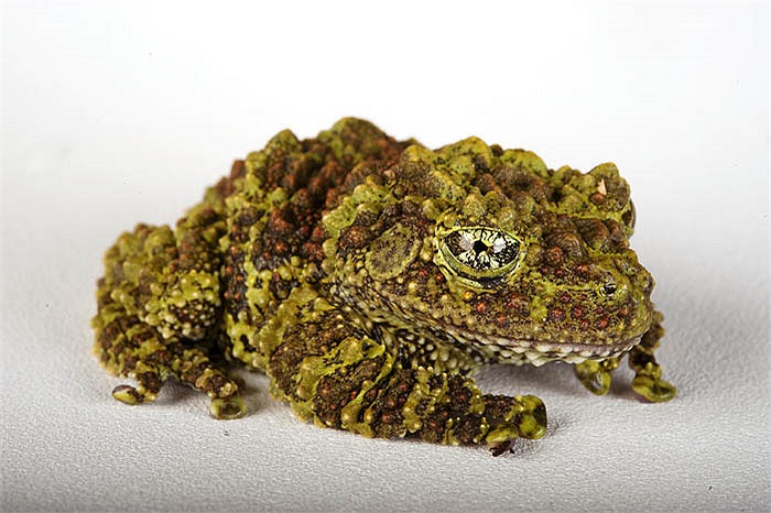 Chúng sinh sản mạnh trong môi trường nhân tạo nên hiện đã được nhân giống ở nhiều quốc gia trên thế giới.