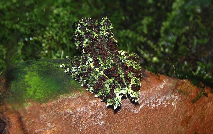 Được gọi là ếch rêu vì màu sắc trên da của chúng rất giống với màu rêu hay bèo tấm hoa dâu.