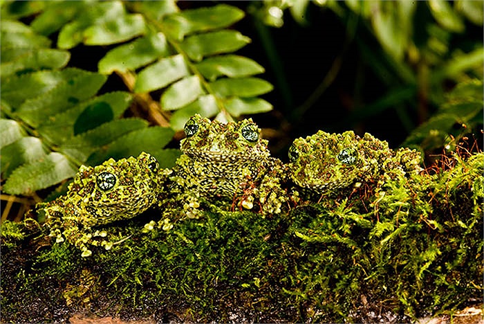 Tuy nhiên ếch rêu đang ở tình trạng nguy cấp và cần được bảo vệ trong thiên nhiên.