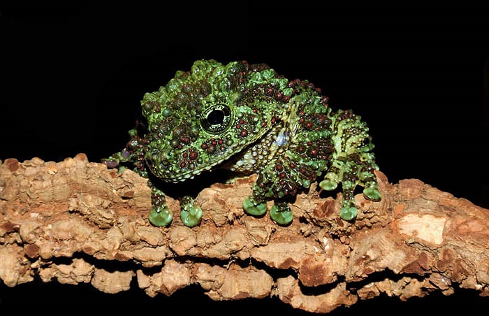 Loài ếch này có pháp danh khoa học là Theloderma corticale.