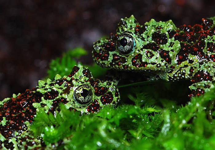 Ếch rêu hiện là loài đặc hữu vùng bắc Bộ củaViệt Nam. 