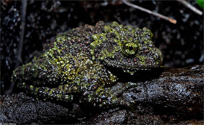 Ngoài ra, người ta không thể tìm thấy chúng ở bất cứ quốc gia nào trong môi trường tự nhiên.