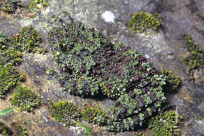 Ngoài ra chúng còn sống ở các khu đầm nước ngọt, vùng nhiều đá, rêu.