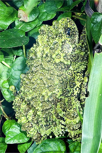 Ếch rêu là một loài nhỏ bé. Khi trưởng thành chúng chỉ dài khoảng 7 – 8cm, nặng 20 – 23g.