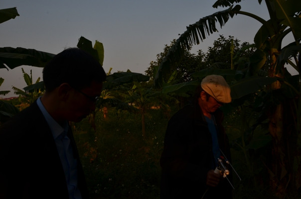 Vị trí ba cây chuối theo giấc mơ kì lạ của chị Hằng là không khả quan.