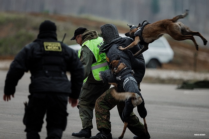 Chó nghiệp vụ được tung vào cuộc, bay người khống chế đối tượng