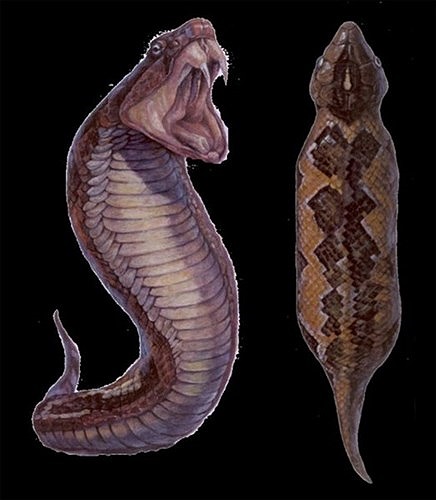 Chúng có thể trườn bò như rắn, nhưng cũng có khi di chuyển co thắt theo kiểu sâu đo. 