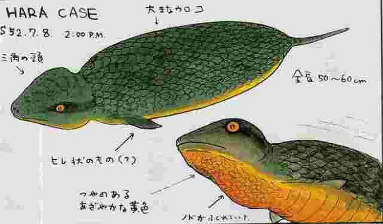 Có ý kiến cho rằng Tsuchinoko là một loài rắn độc, trong khi nhiều người tin chúng là loài vật vô hại