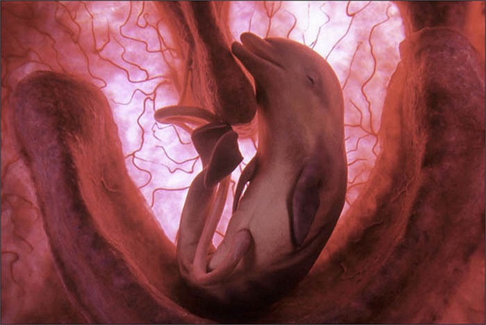 Khoảng 6 tháng tuổi, cá heo con đã bắt đầu biết bơi lội trong bụng mẹ, những chiếc răng nhỏ hình thành dần trong miệng và chiếc đuôi cũng đang phát triển hoàn chỉnh. Cá heo mẹ thường mang thai 12 tháng.