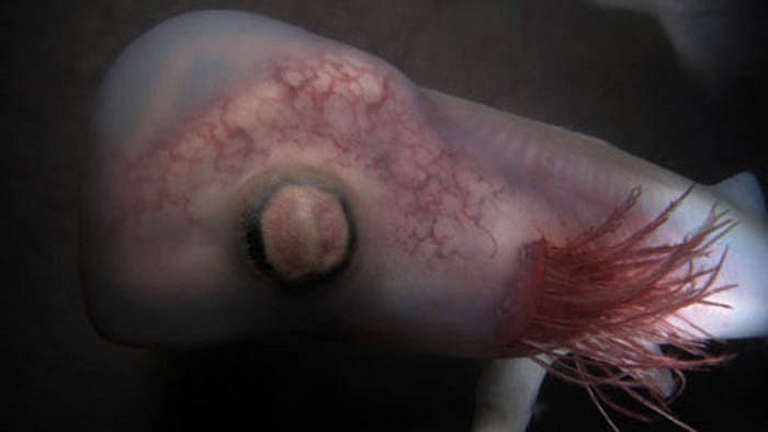 Cá mập chanh mang hình dạng một chú nòng nọc với những sợi lá mang mọc dài ra bên ngoài cơ thể.