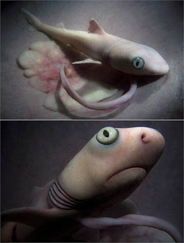 Trong vài tuần tuổi sau khi sinh, chúng đã tự biết cách săn mồi ngay lập tức như những con trưởng thành.