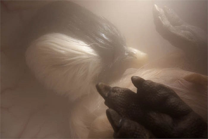 Hình ảnh siêu âm của một chú chim cánh cụt trôi nổi trong lớp vỏ trứng đợi ngày chào đời. Lớp lông dày sẽ bảo vệ chúng ngay khi tiếp xúc với môi trường lanh nhất trên Trái Đất. 