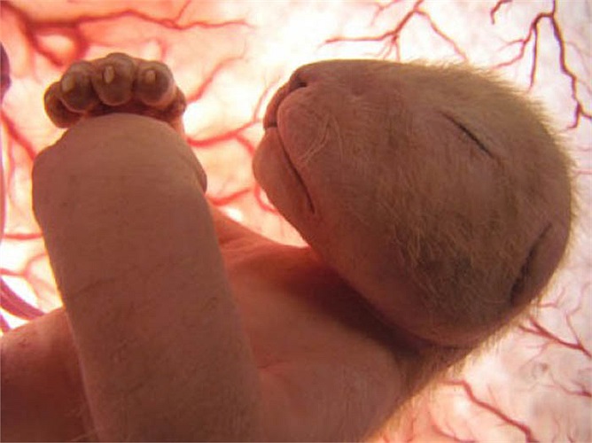 Trong tháng đầu tiên sau khi chào đời, báo con khá yếu ớt trước khi trở thành loài động vật săn mồi bậc nhất của tự nhiên. 