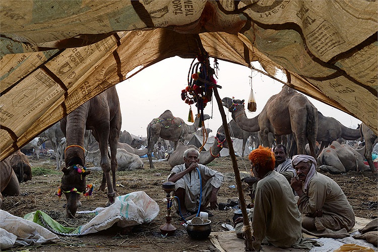 Những người buôn bán gia súc đang ngồi chờ khách tại chợ gia súc ở Lahore, Ấn Độ